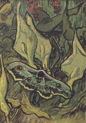 Vincent Van Gogh Death's-Head Moth (nn04) China oil painting art